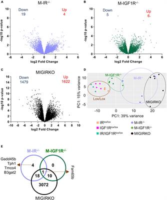 Transcriptomic Regulation of Muscle Mitochondria and Calcium Signaling by Insulin/IGF-1 Receptors Depends on FoxO Transcription Factors